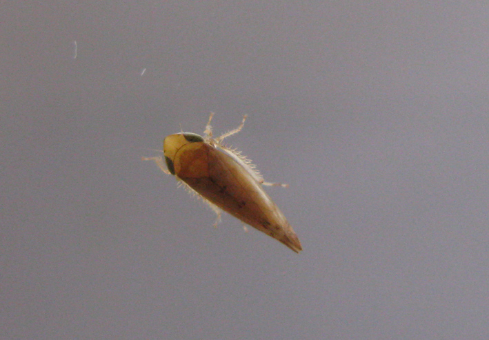 da identificare - Cicadellidae: Synophropsis lauri